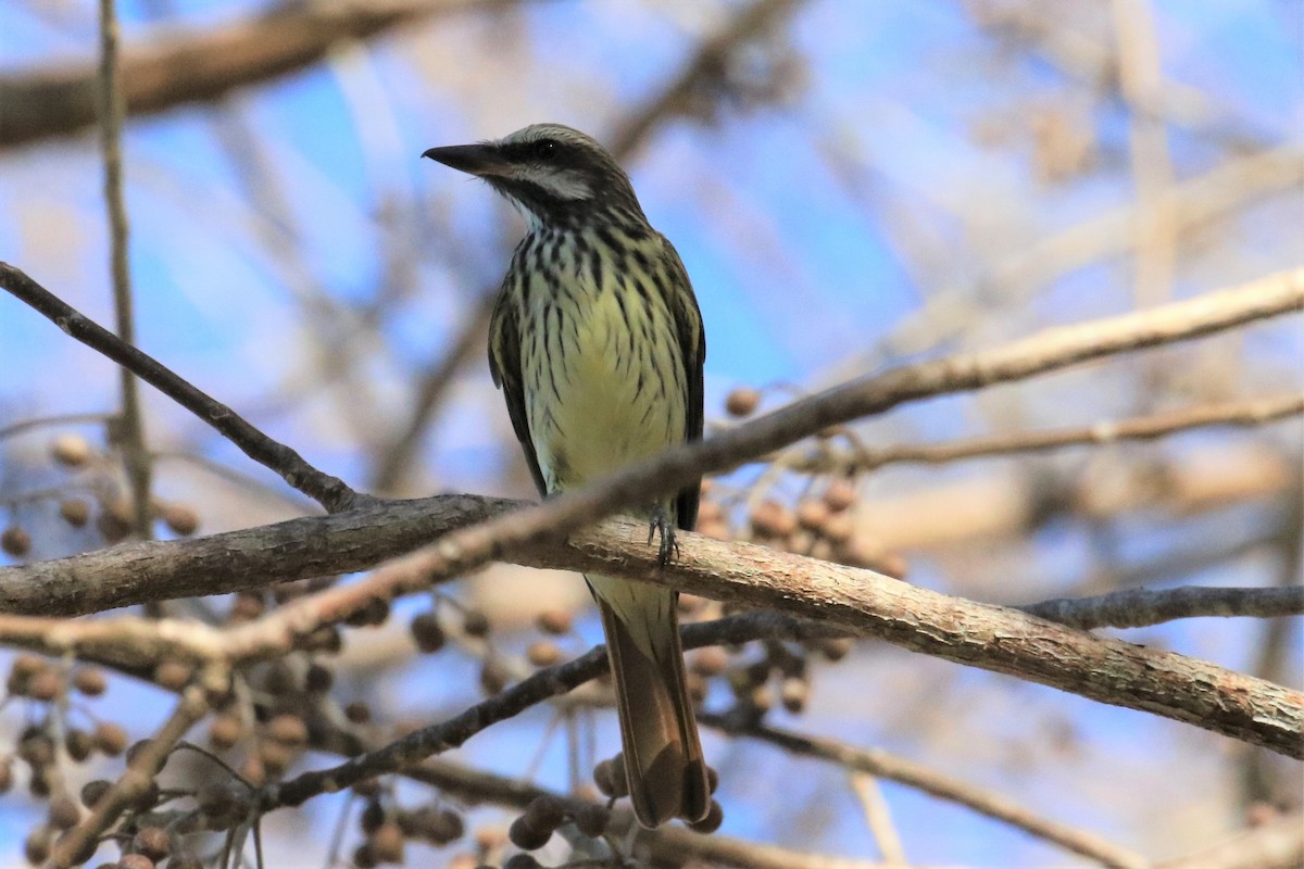 Sulphur-bellied Flycatcher - Dan Orr