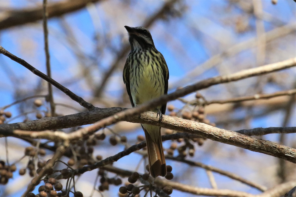 Sulphur-bellied Flycatcher - Dan Orr