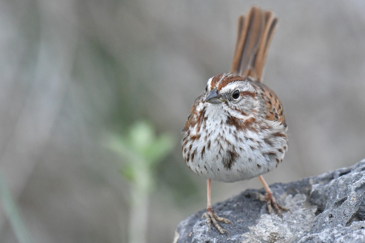 Song Sparrow - ML152747911