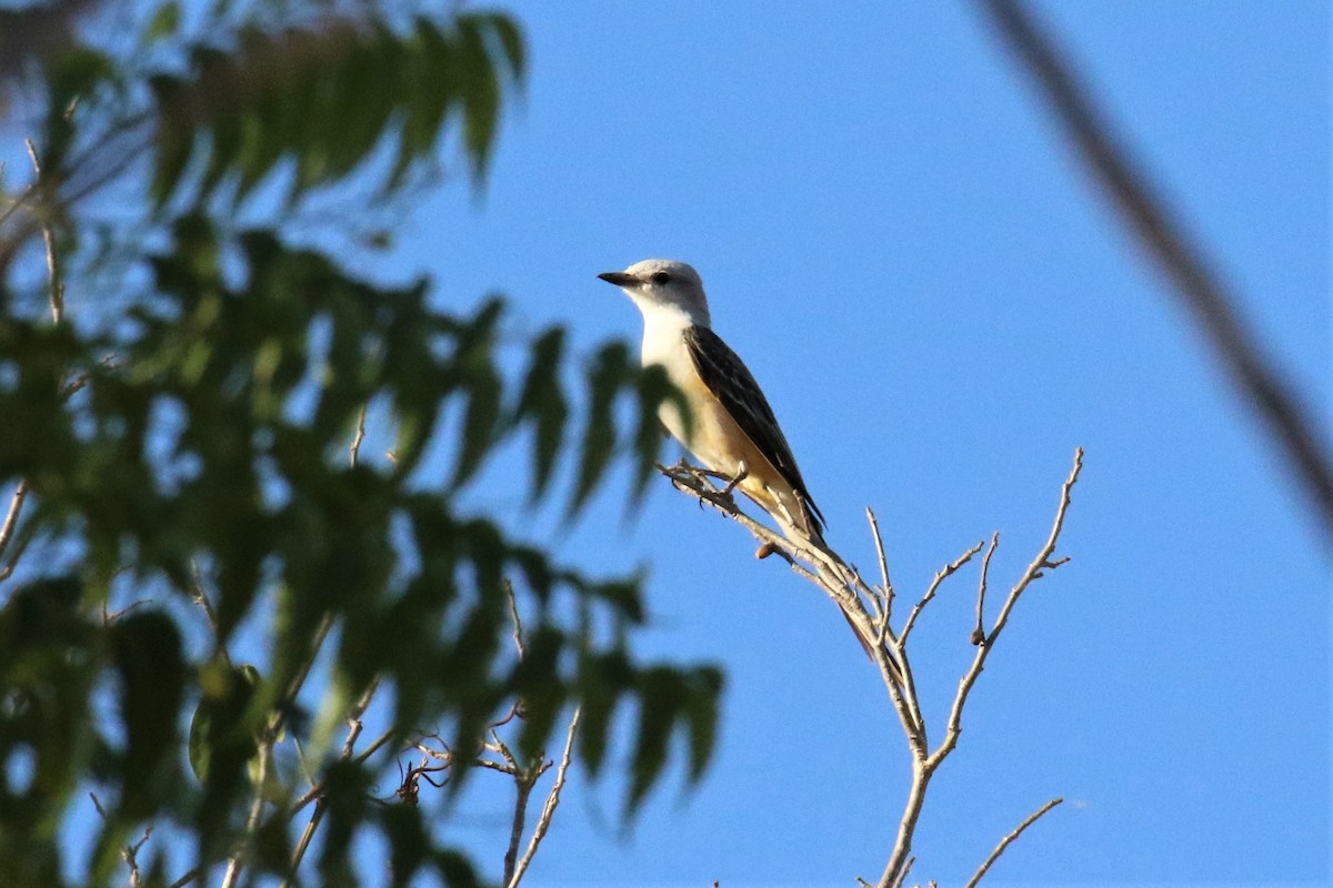 Scissor-tailed Flycatcher - Dan Orr