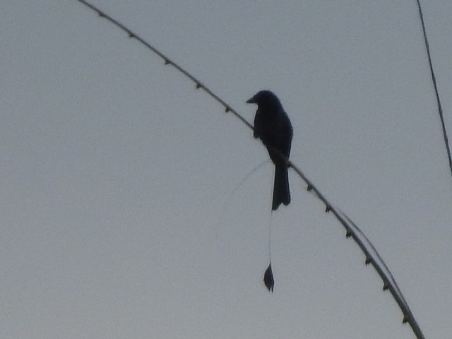 Greater Racket-tailed Drongo - ML152748641
