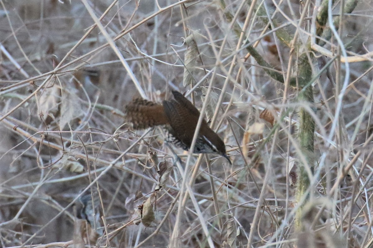 Troglodyte barré - ML152748781