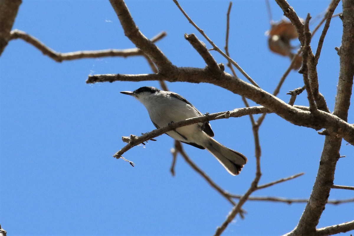 White-lored Gnatcatcher - ML152748971