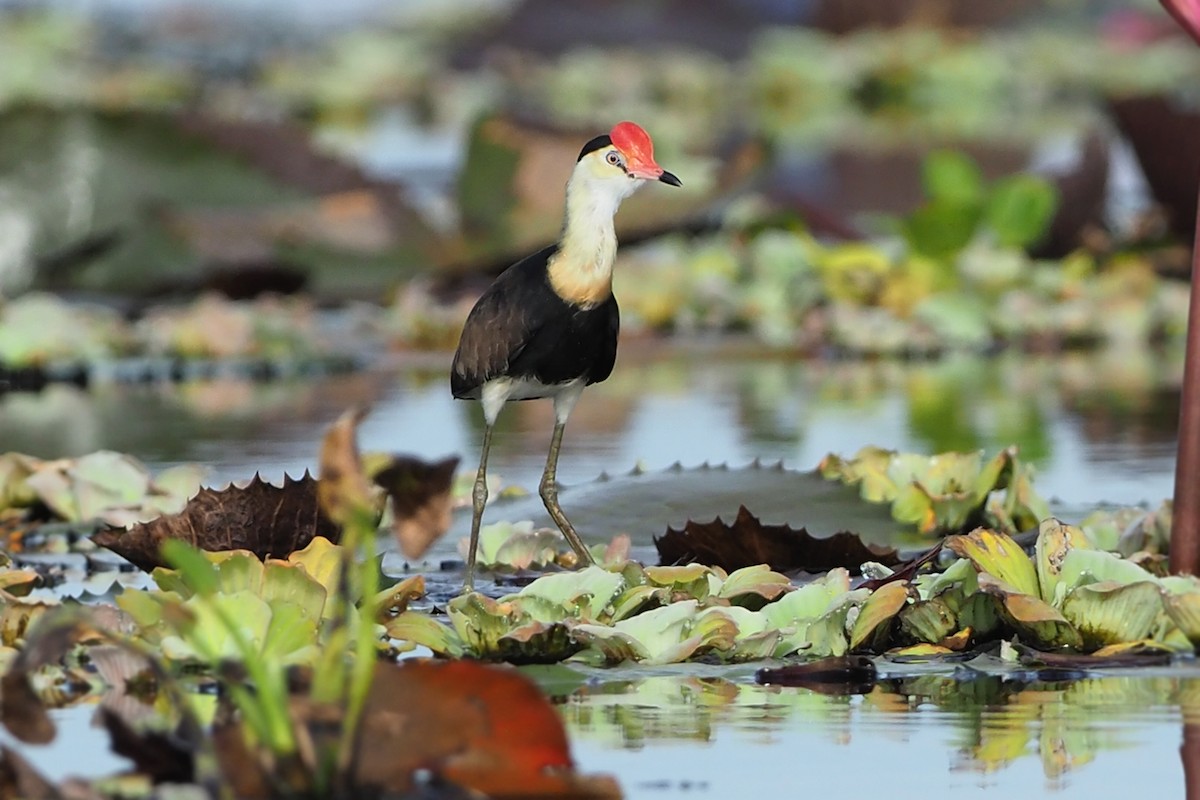 Comb-crested Jacana - Robert Hutchinson