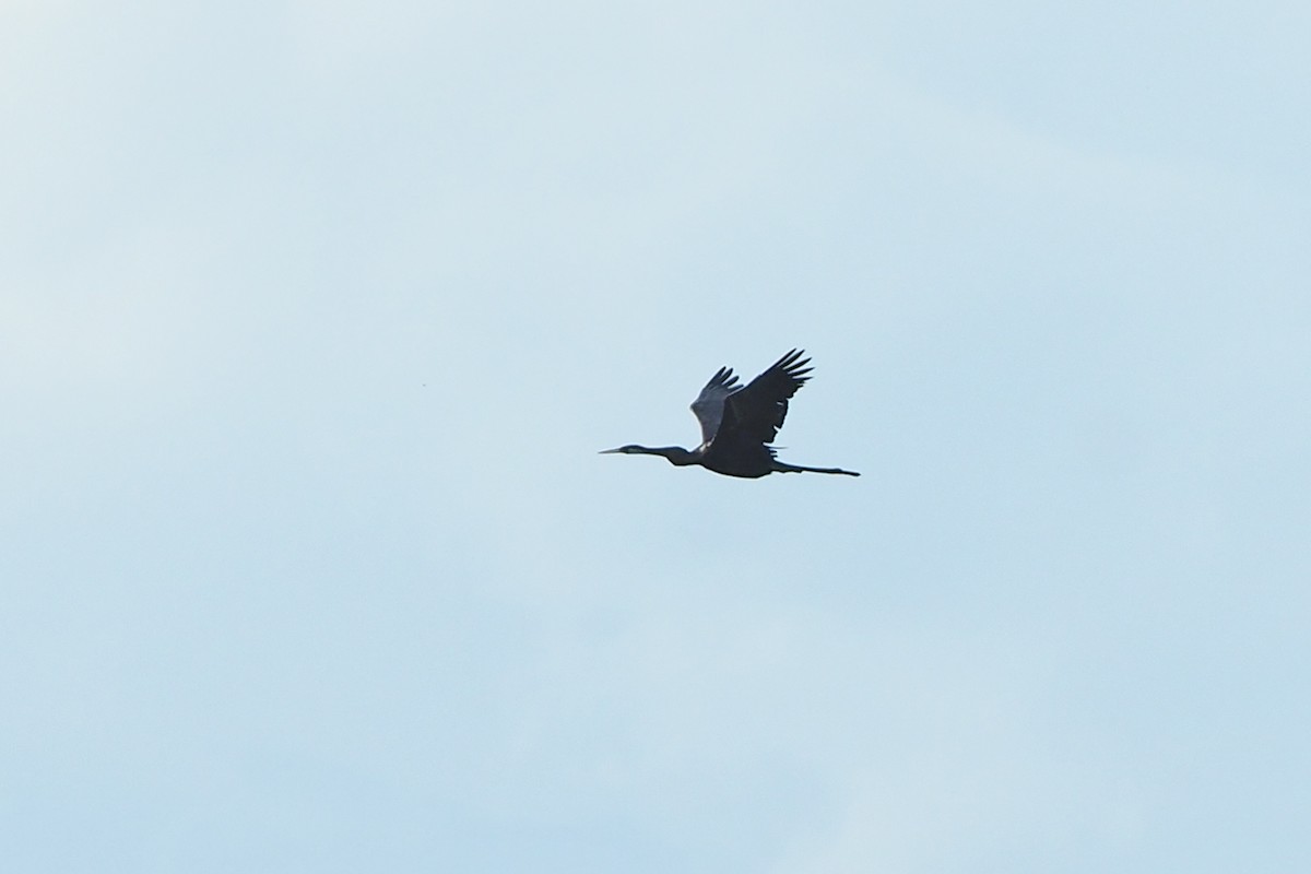 Oriental Darter - ML152749081