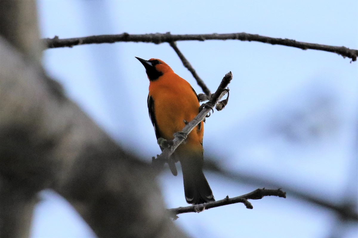 Streak-backed Oriole - Dan Orr