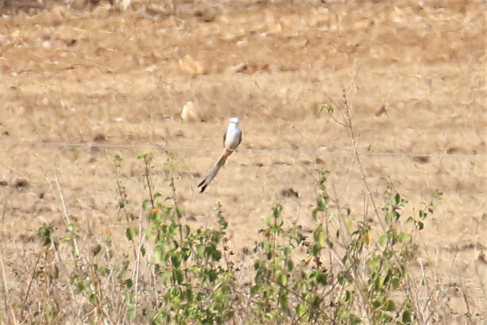 Scissor-tailed Flycatcher - ML152749461