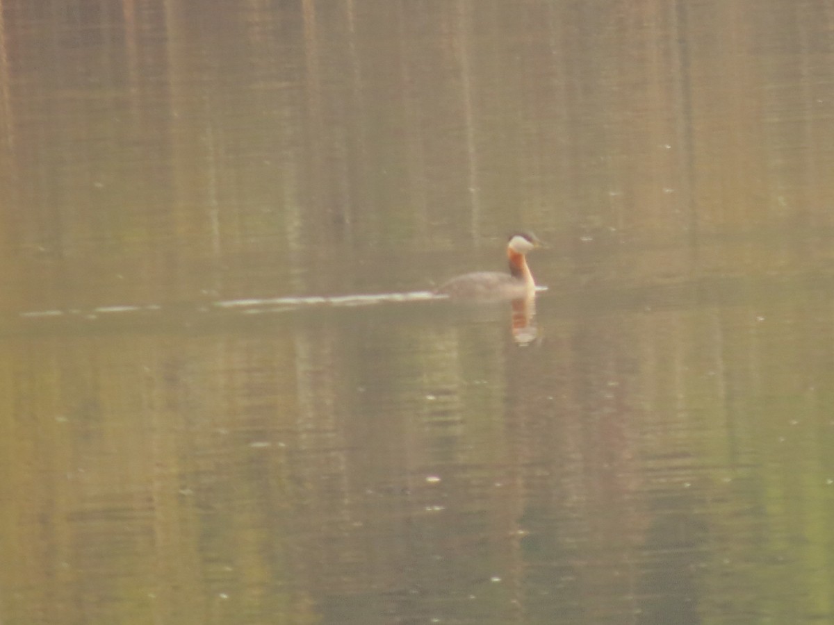 Red-necked Grebe - ML152750681
