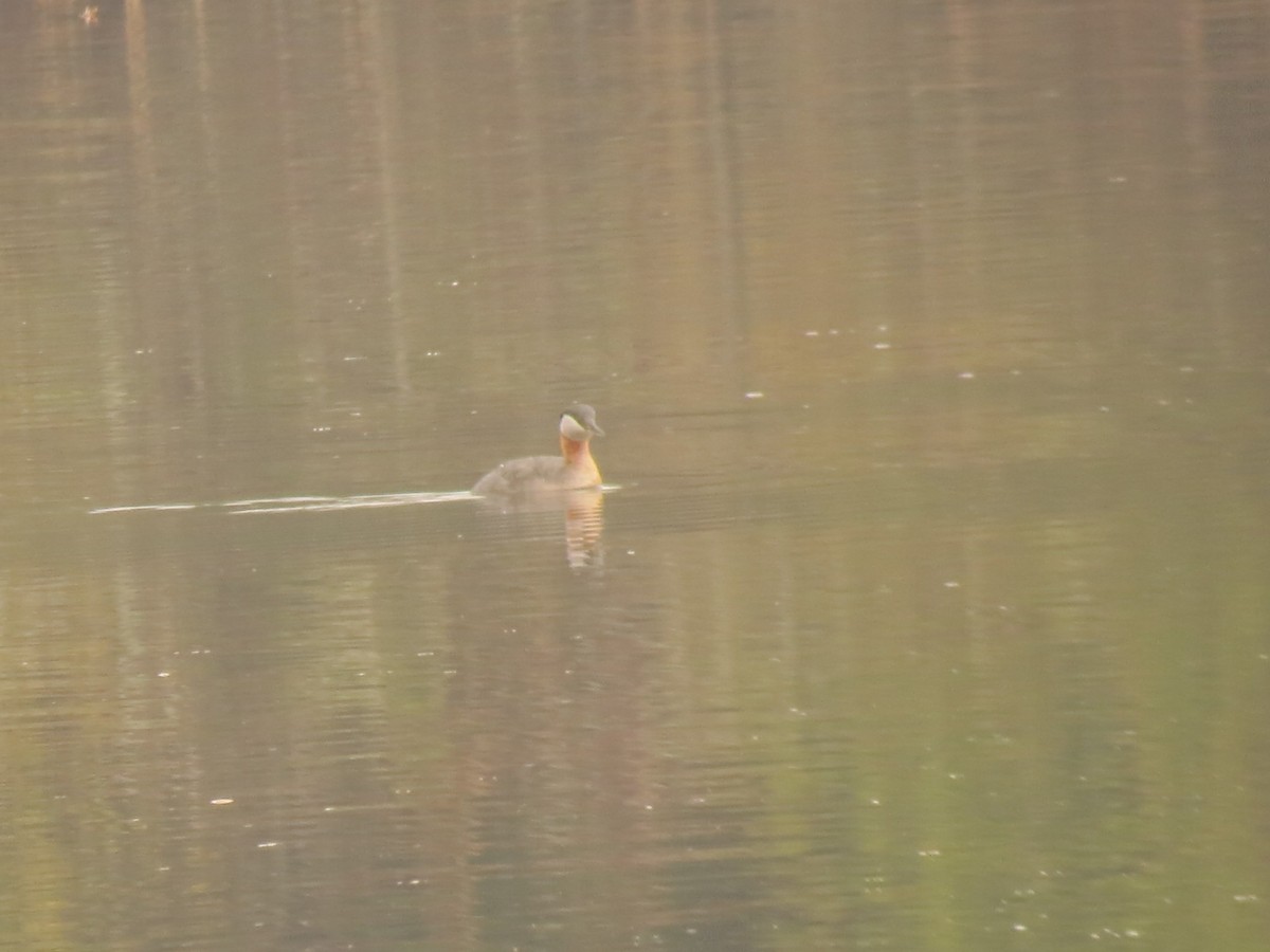 Red-necked Grebe - ML152750691