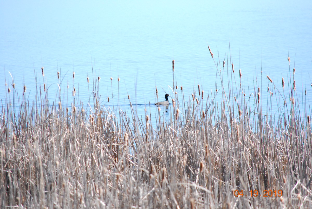 American Coot - Raisa Jensen