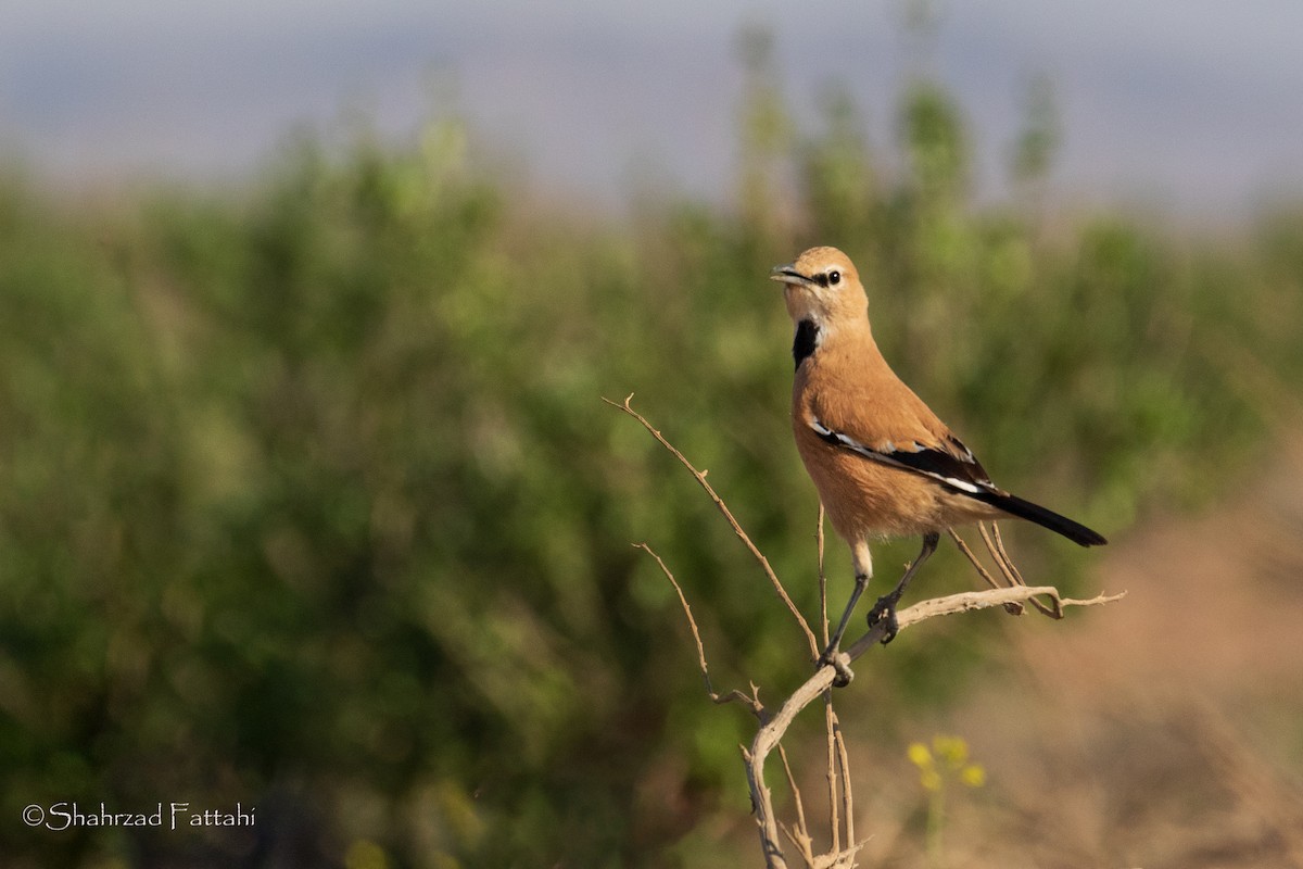 Arrandejo Terrestre Iraní - ML152754501