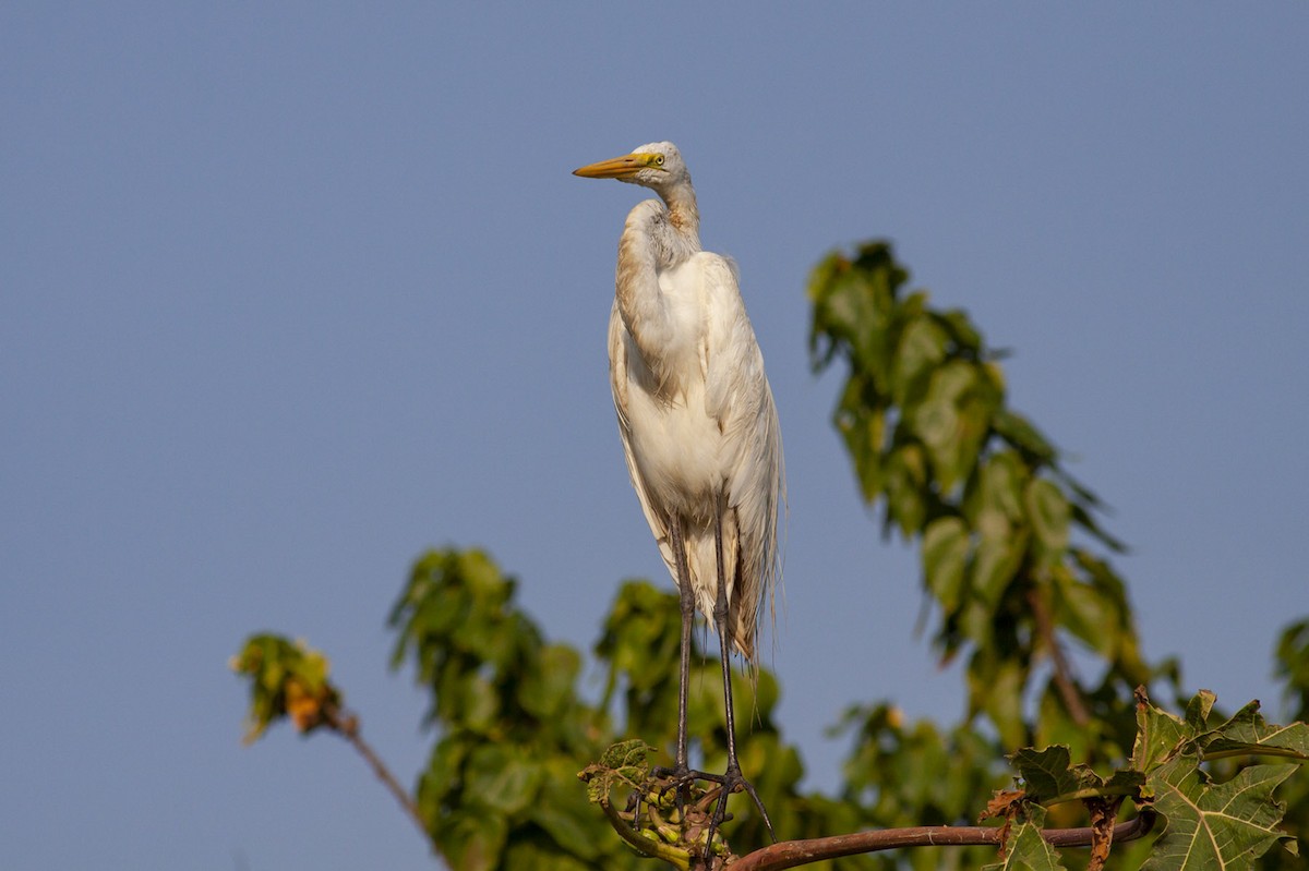 Great Egret - Michael Todd