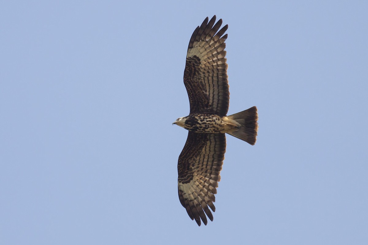 Snail Kite - ML152756541