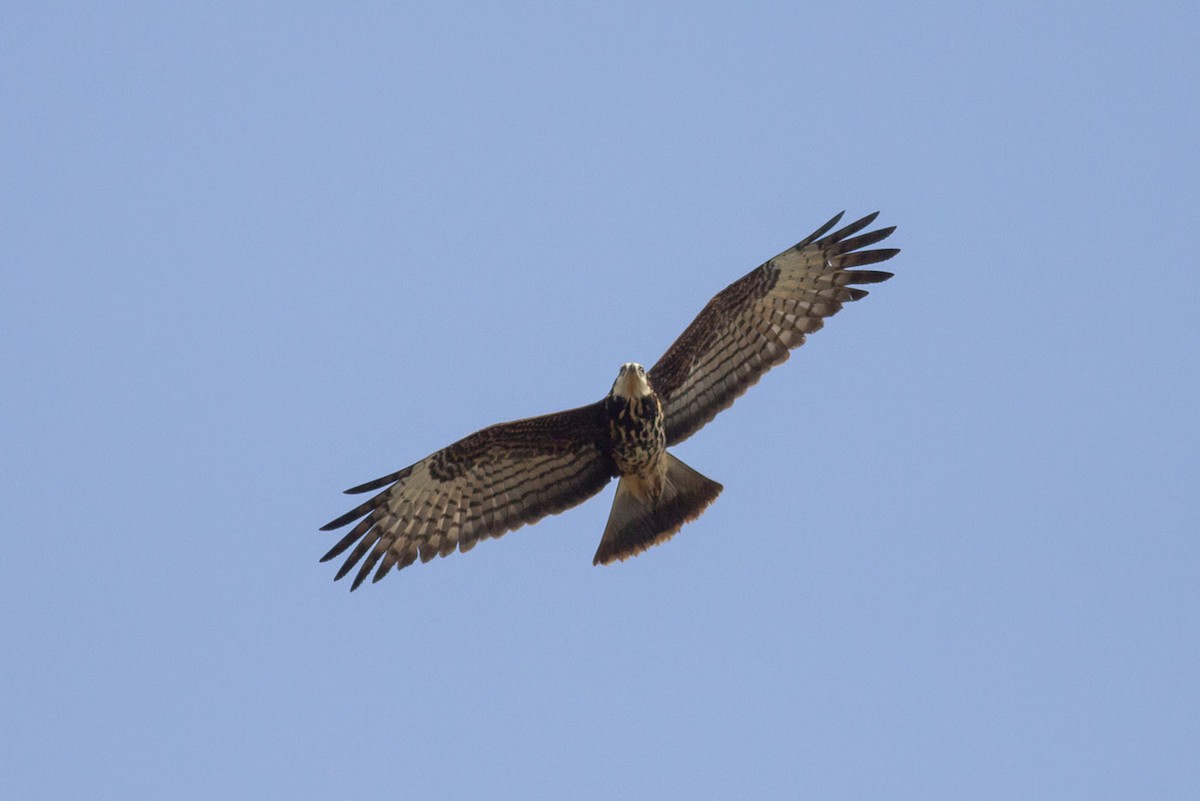 Snail Kite - ML152756551