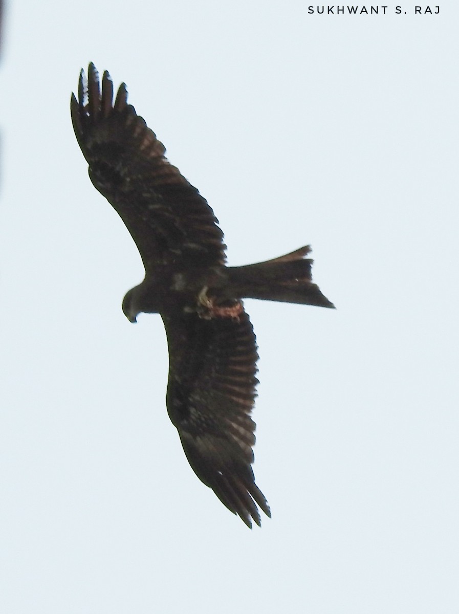 Black Kite - ML152756591