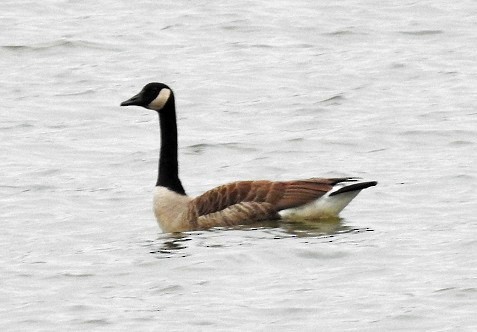 Canada Goose - ML152756731