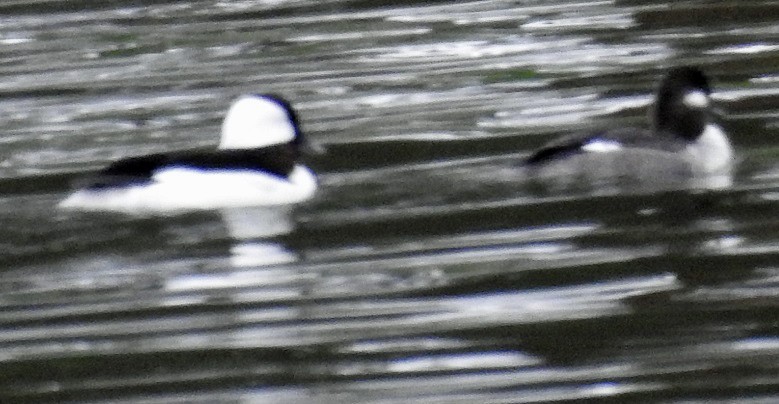 Bufflehead - ML152756821