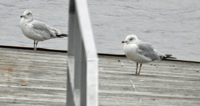 Ring-billed Gull - ML152756971