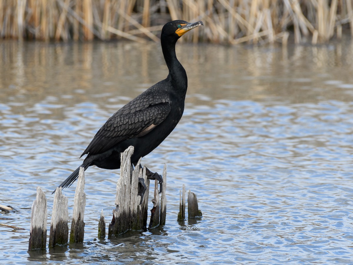 Double-crested Cormorant - ML152757101