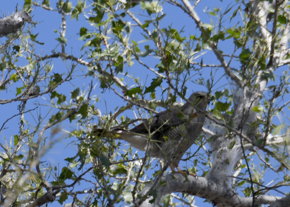 Gray Hawk - ML152757131