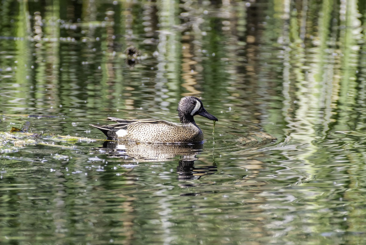 Blue-winged Teal - ML152757191