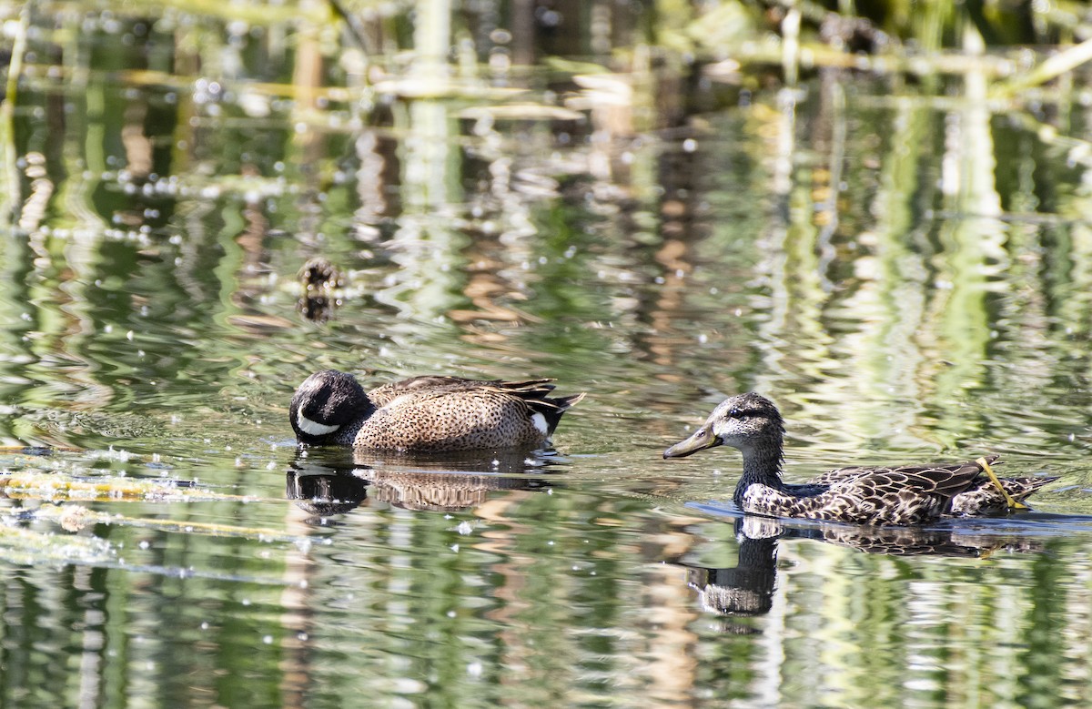 Blue-winged Teal - ML152757201