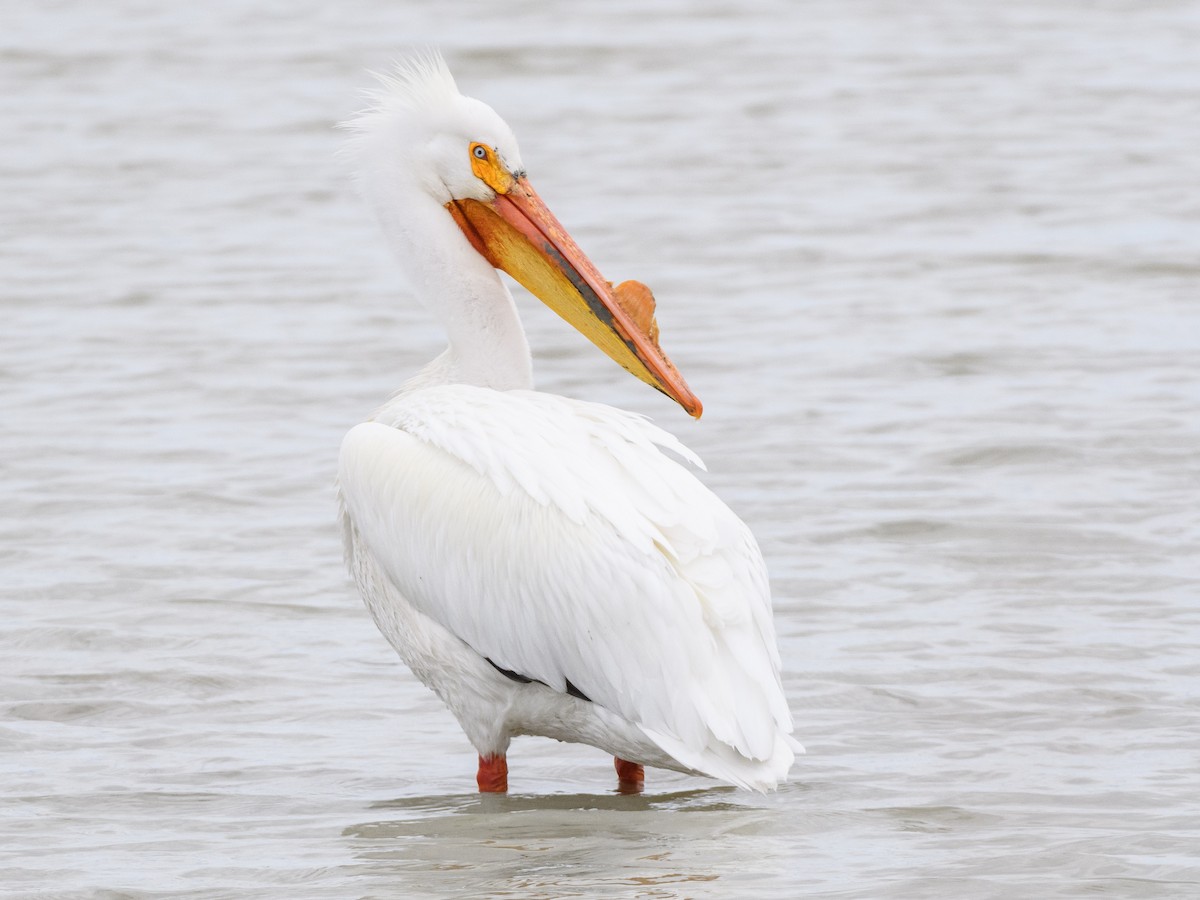 pelikán severoamerický - ML152757581
