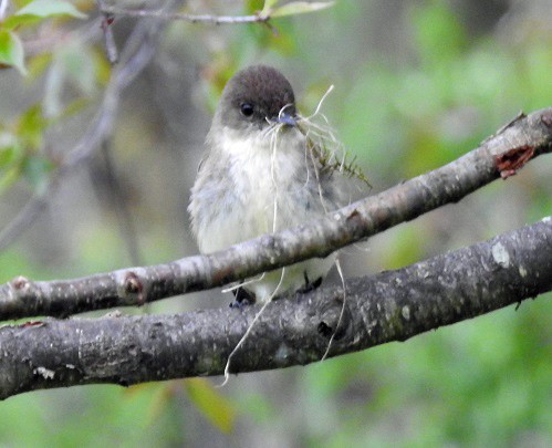 Eastern Phoebe - ML152757761