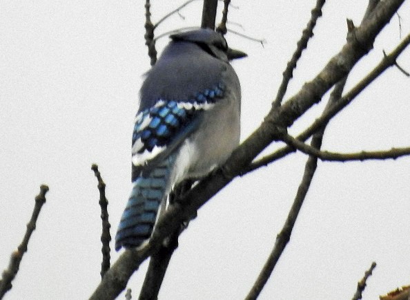 Blue Jay - ML152757831