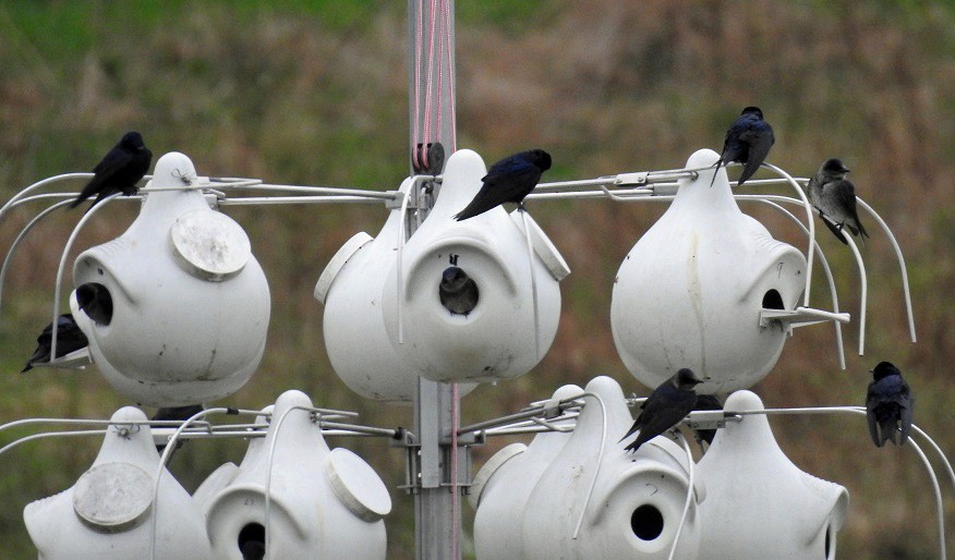 Purple Martin - ML152757921