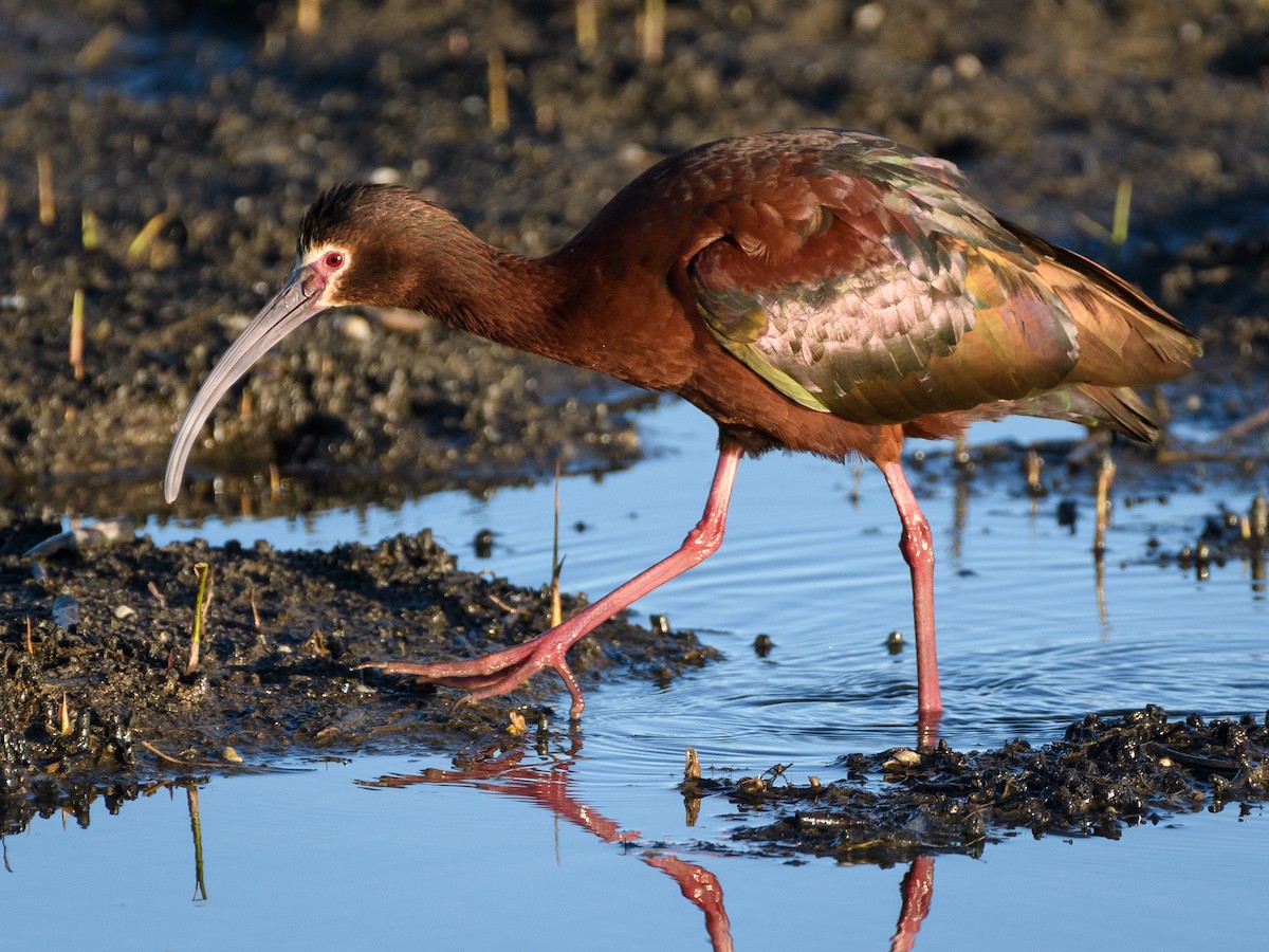 White-faced Ibis - Darren Clark