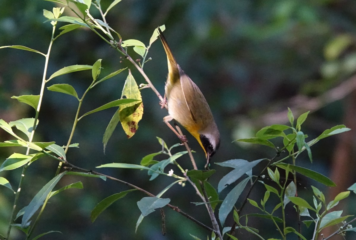 Common Yellowthroat - ML152758071