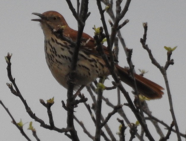 Brown Thrasher - ML152758141