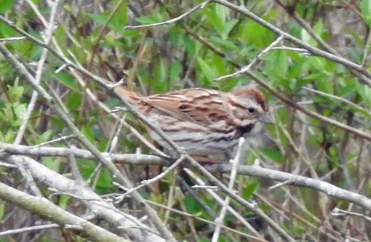 Song Sparrow - ML152758231