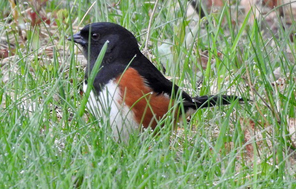 Eastern Towhee - ML152758251