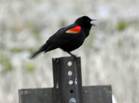 Red-winged Blackbird - ML152758271