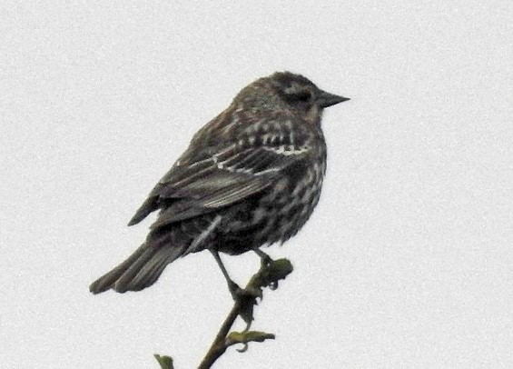 Red-winged Blackbird - ML152758301