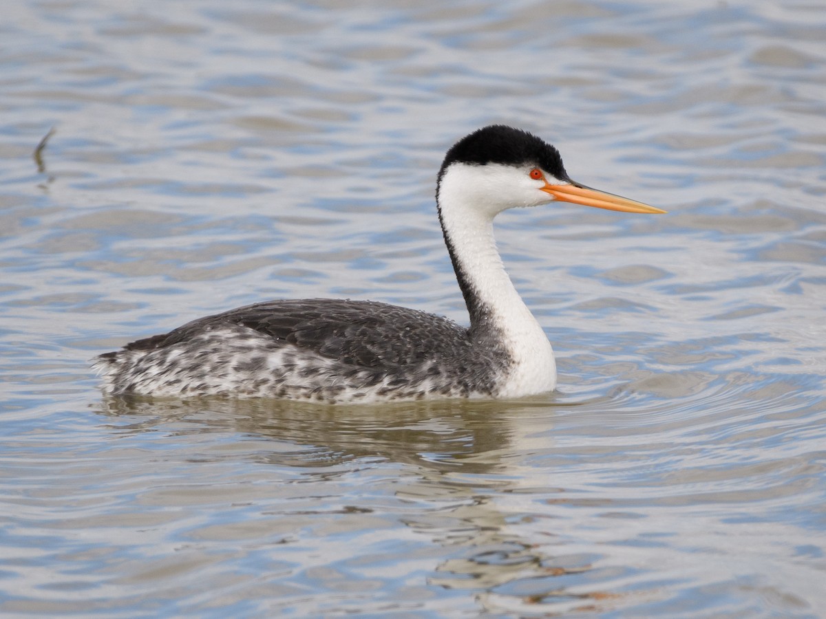 Clark's Grebe - ML152758471