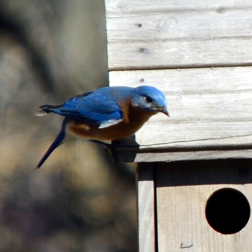 Eastern Bluebird - ML152758531