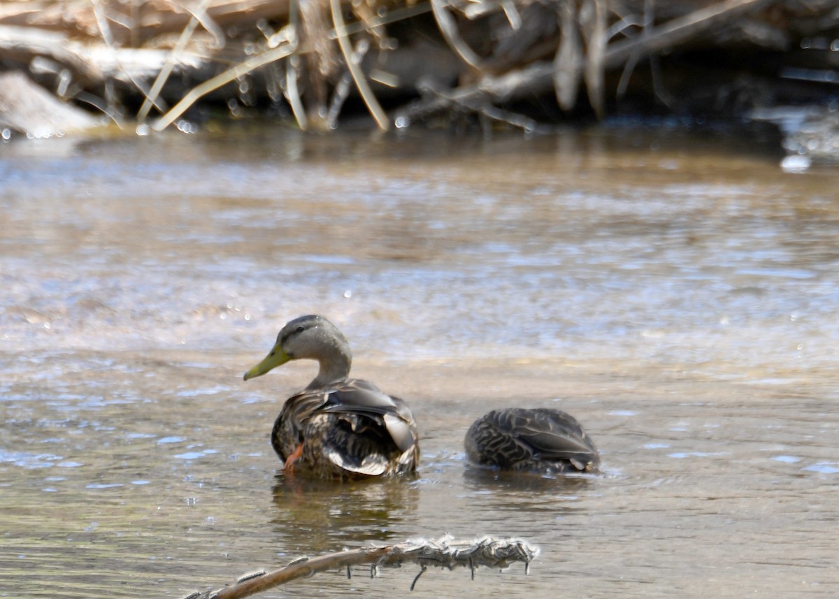 Mexican Duck - ML152758911