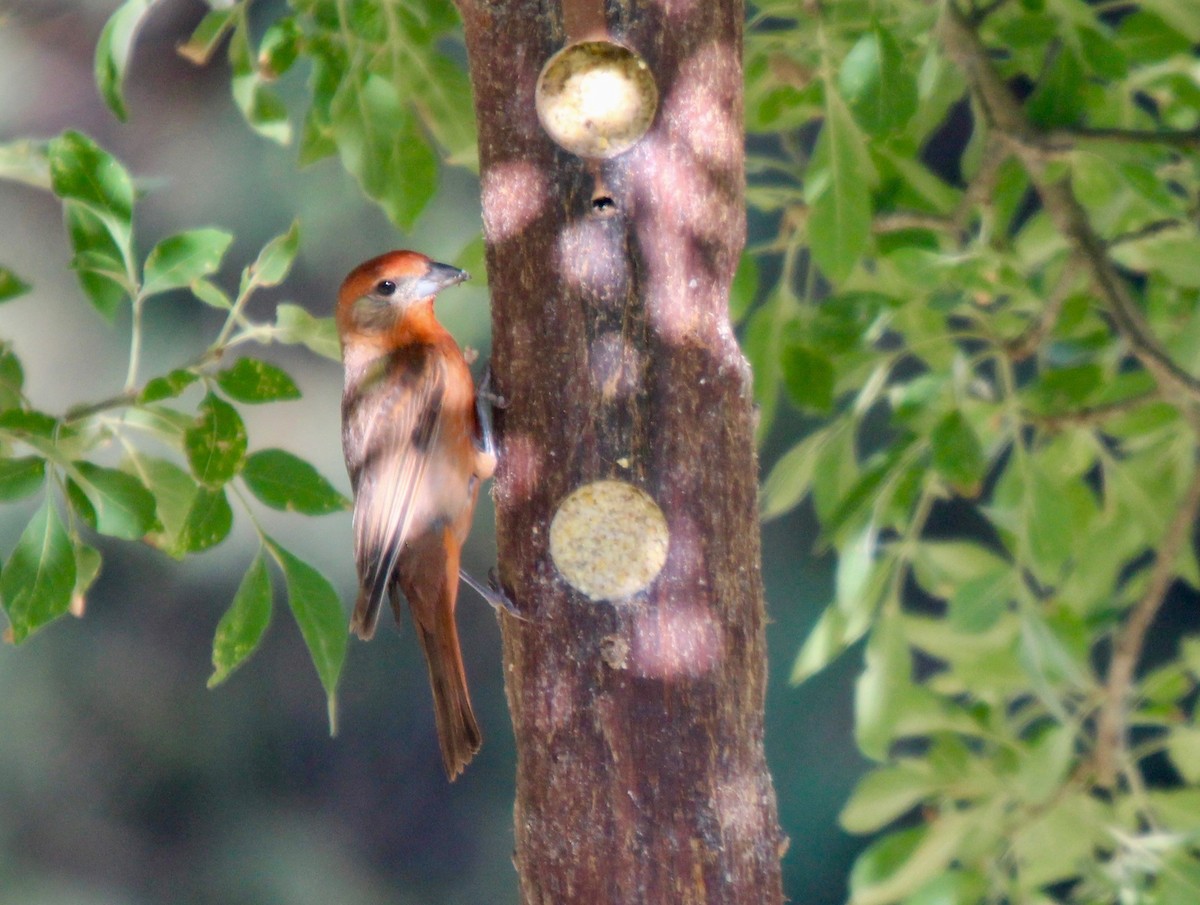 Hepatic Tanager (Northern) - ML152758981