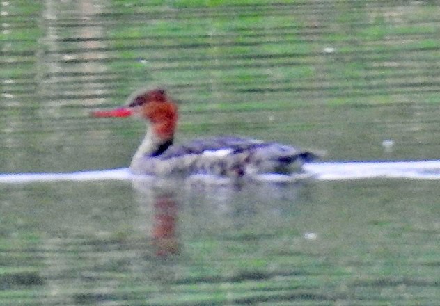 Red-breasted Merganser - ML152759431