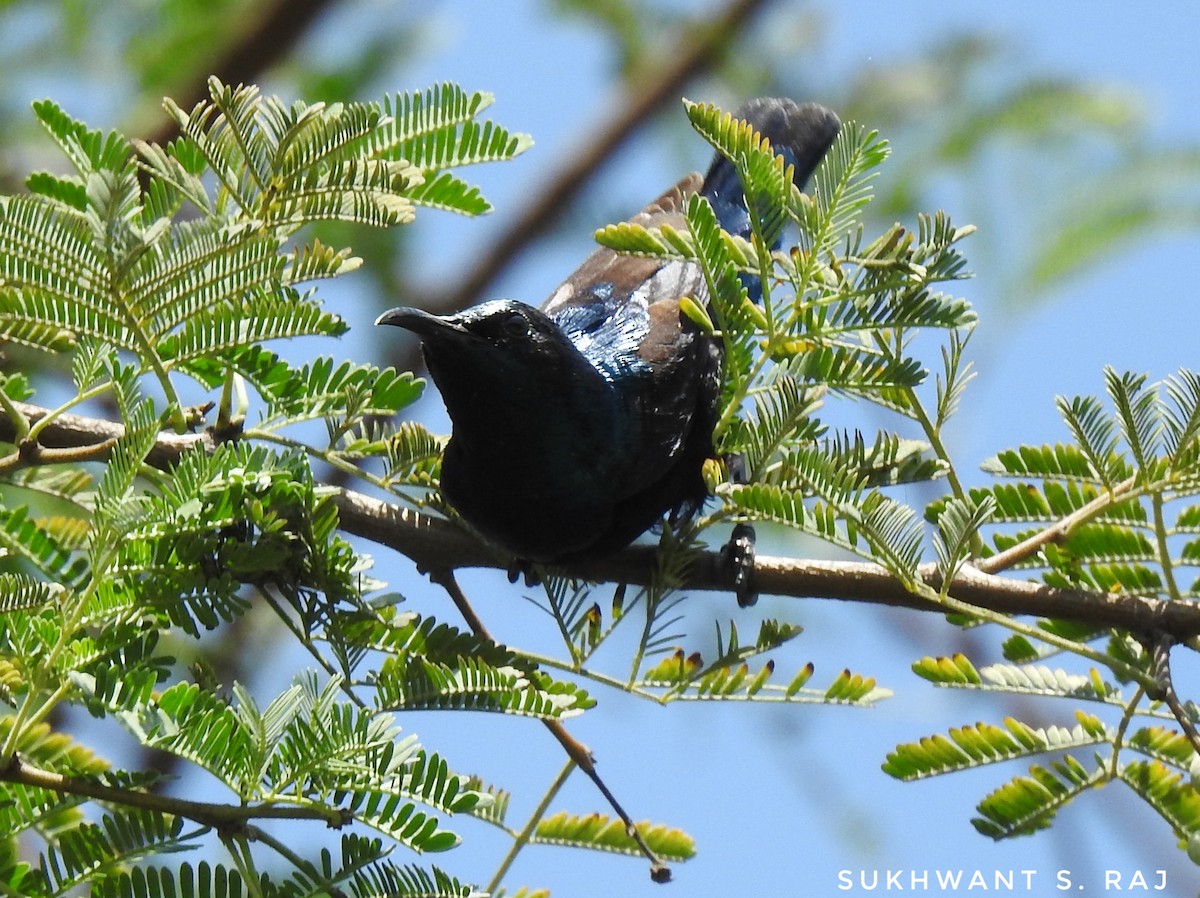 Purple Sunbird - ML152759731