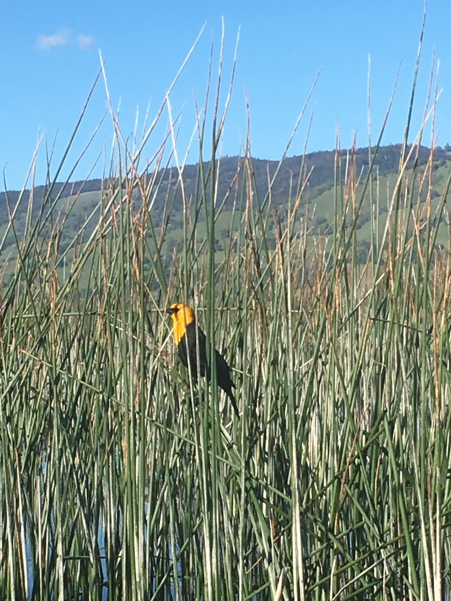 Yellow-headed Blackbird - Ryan Keiffer