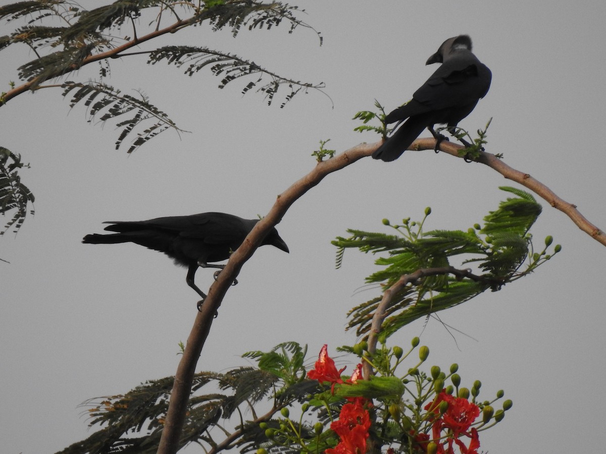 House Crow - ML152761101