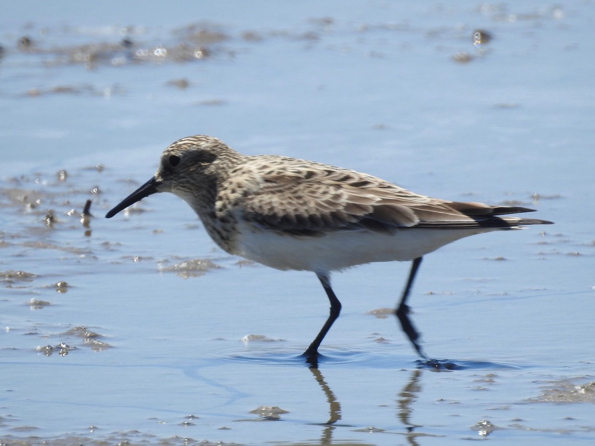 Baird's Sandpiper - Mark W11 Kulstad