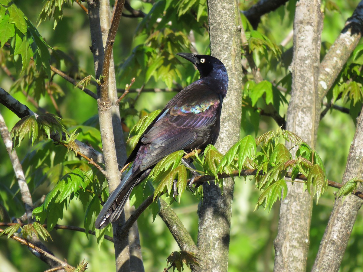 Common Grackle - ML152761721