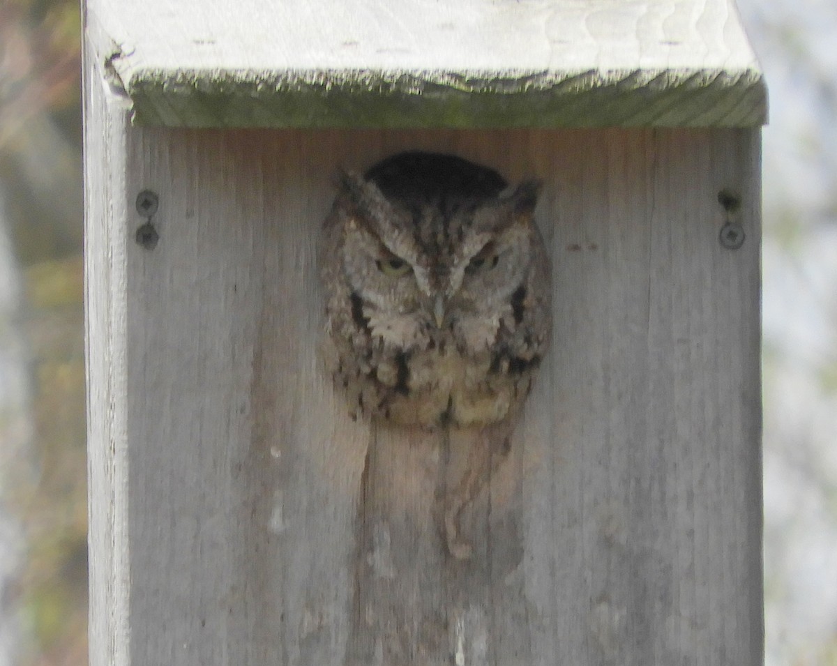 Eastern Screech-Owl - ML152761741