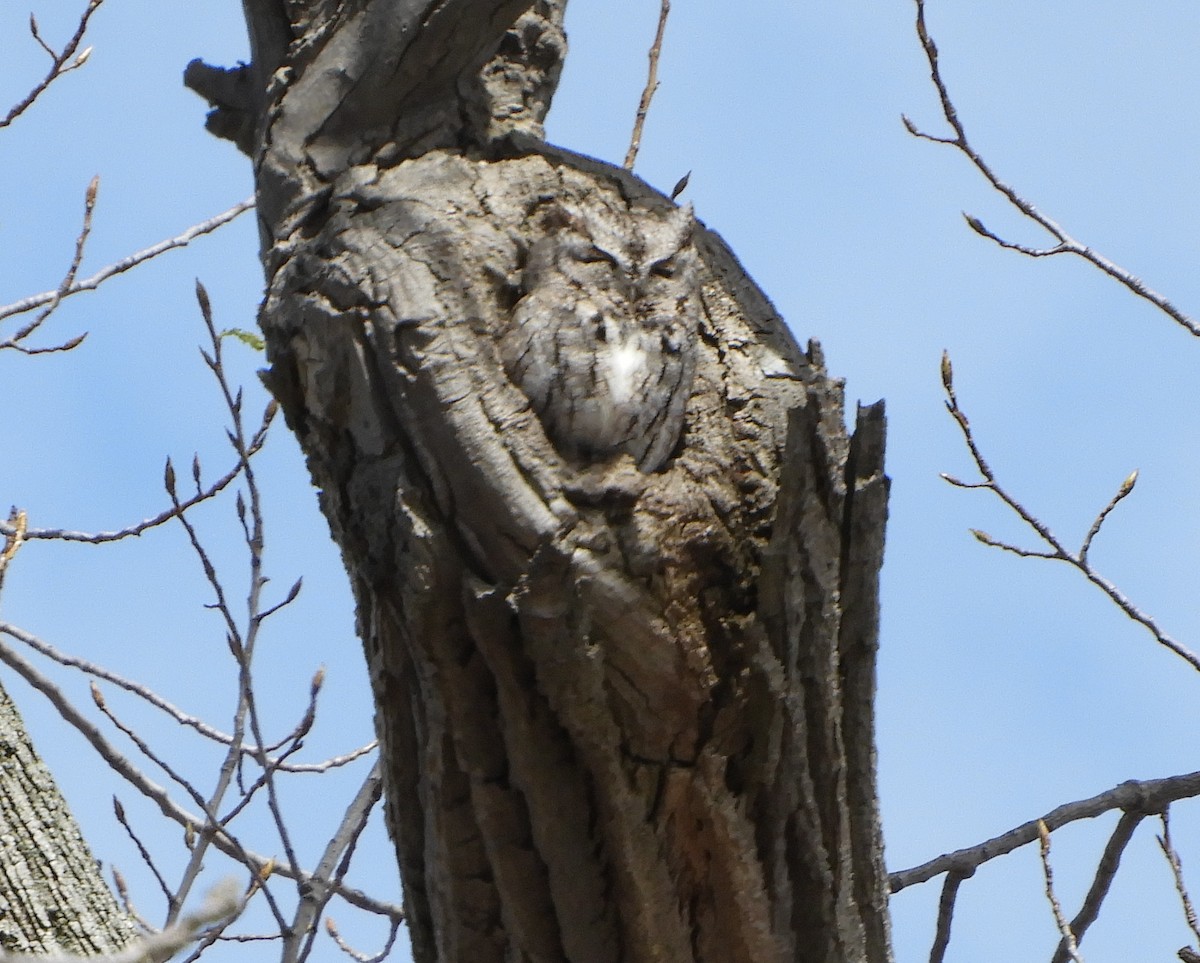 Eastern Screech-Owl - ML152761751