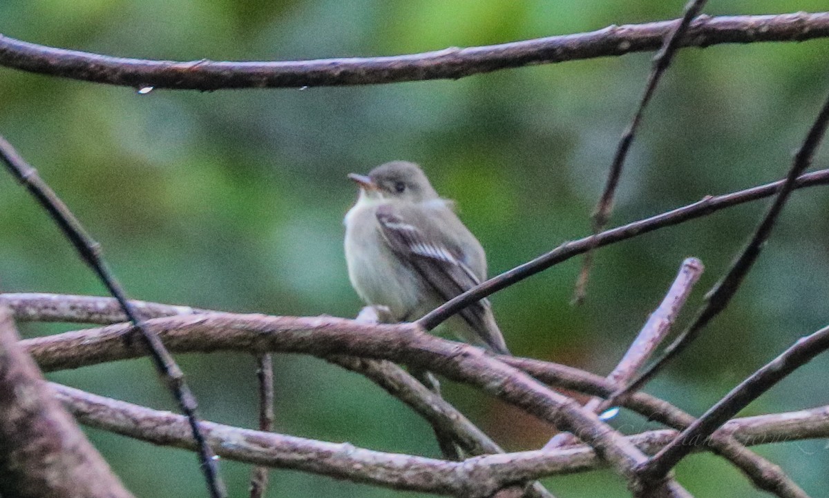 Empidonax sp. - ML152761791